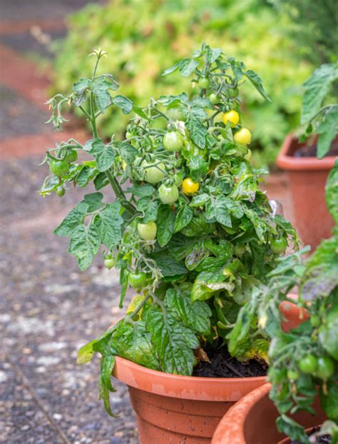 Tomato Fertilizing Guide From Seedling To The End Of The Season