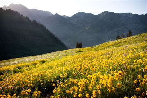 Alpine Wildflowers Utah