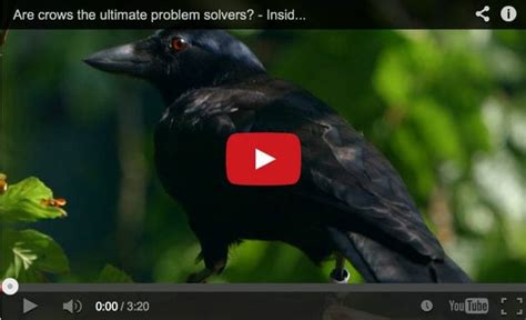 Learning About Crows Online With Cornell A Way To Garden