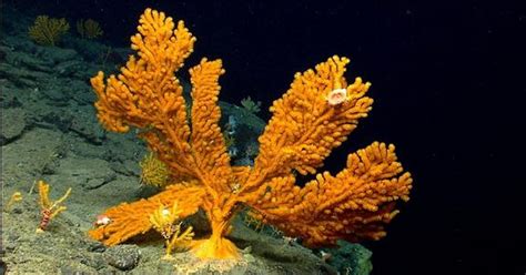 Beautiful Deep Sea Corals Arent Far From East Coast