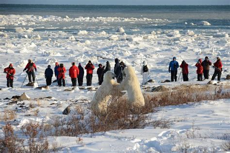 Churchill Wild And Polar Bears Tours The Sun Secret Collection