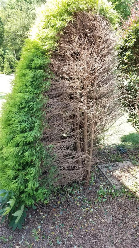Though it's not required, you can prune your gold mop cypress for shaping. How can I save it? Golden Mop Cypress (I think... explanation in first post) : gardening