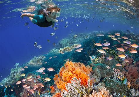 Los Mejores Arrecifes De Coral En México Revista Vía México