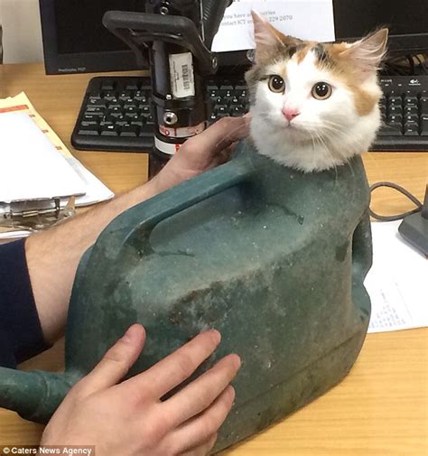 Mya The Cat Which Got Stuck In Watering Can Has Vanished Daily Mail