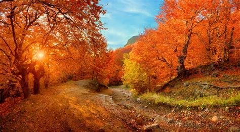 Autumn Path Forest Colorful Fall Autumn Sunlight Bonito Trees