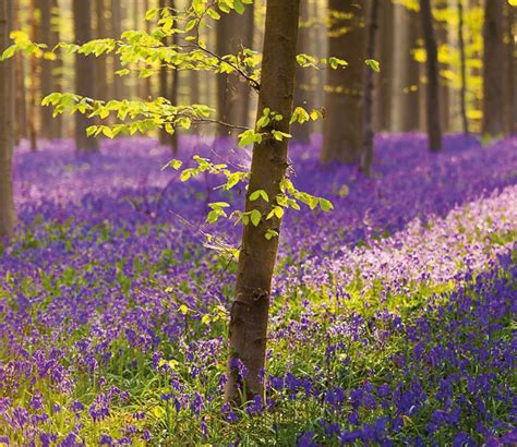 Bluebells hyacinth not to be missed. Het Hallerbos in eigen tuin - Tuincentrum Pelckmans