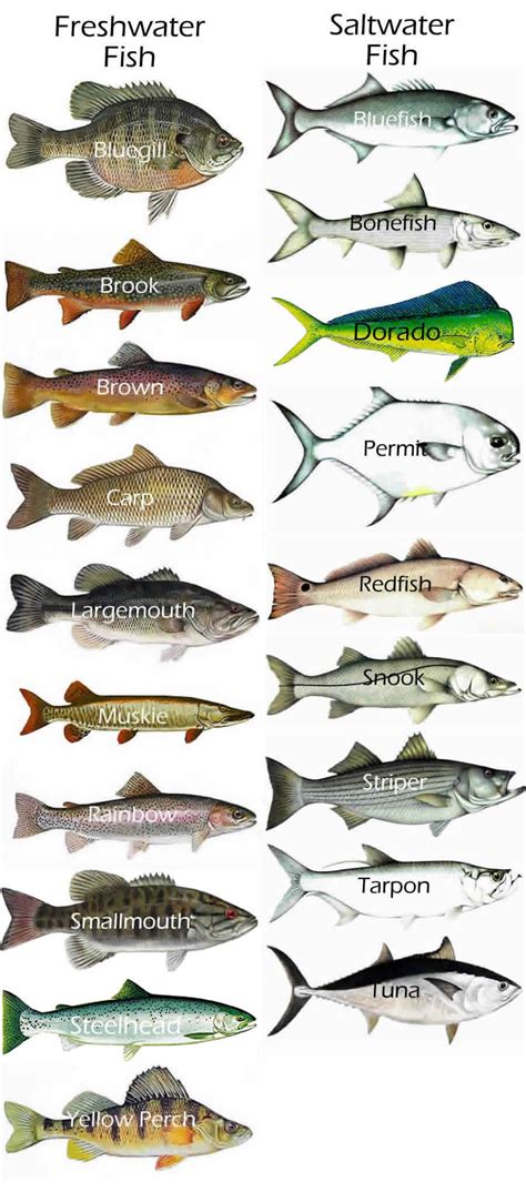 Different Type Of Fish Fish Info