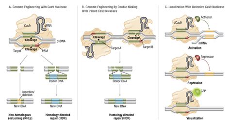 Crisprcas9 And Targeted Genome Editing A New Era In Molecular Biology