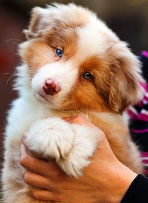 The 10 Most Affectionate Dog Breeds