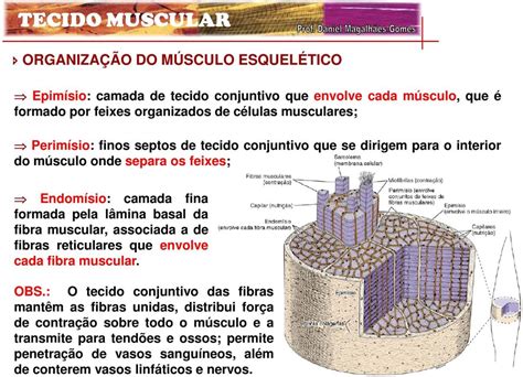 TECIDO MUSCULAR CARACTERÍSTICAS PDF Free Download