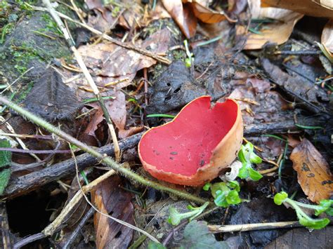 Species Identification What Is This Red Mushroom With The Inverted