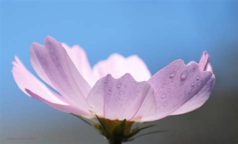 Cosmos The Flower Of Peace And Tranquility Photograph By