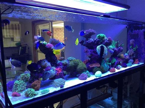 Most Beautiful Reef Tanks All Time