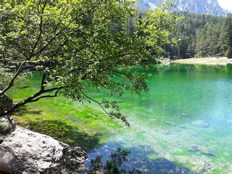 Slate Tree Beside Green Lake In Austria Stock Photo Image Of Clear