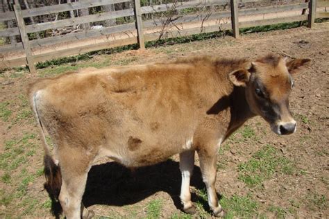 Does it worth your visit? Weight and price of different cattle | BackYardHerds.com