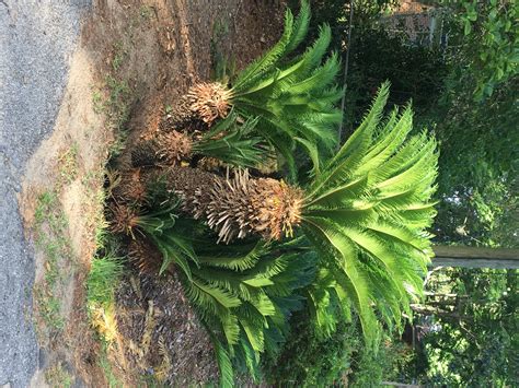 Check spelling or type a new query. Cycads - Sago Palms and Coonties | Tallahassee.com ...