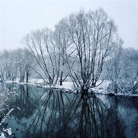 Snow Covered Trees Mirrored In The River Winter Stock Image Image