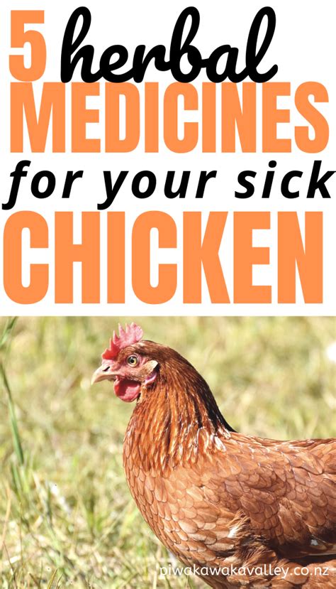 5 Herbal Medicines For Chicken Illnesses Natural Remedies For Poultry