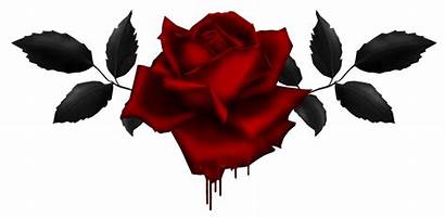 Rose Gothic Bleeding Drawing Transparent Roses Background