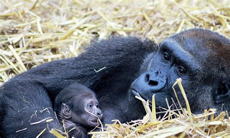 Mother Gorilla Protectively Cuddles Her Newborn In Adorable Footage