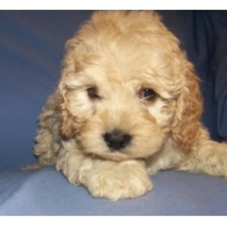 Our facility has cockapoo puppies for sale that will melt your heart. Barmor's Ny And Sc, Cockapoo Breeder in Greenville, South Carolina