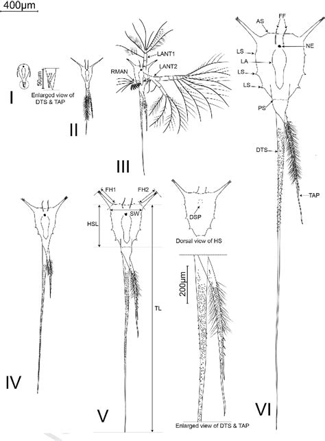 Larval Development Of The Pedunculate Barnacles Octolasmis Angulata Aurivillius 1894 And