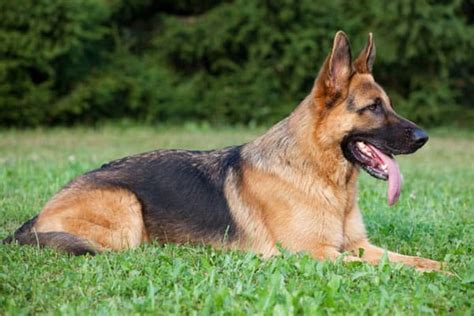 German Shepherds Coat How To Properly Care Grow And Groom