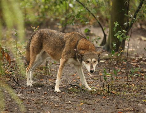 Canis Rufus Red Wolf