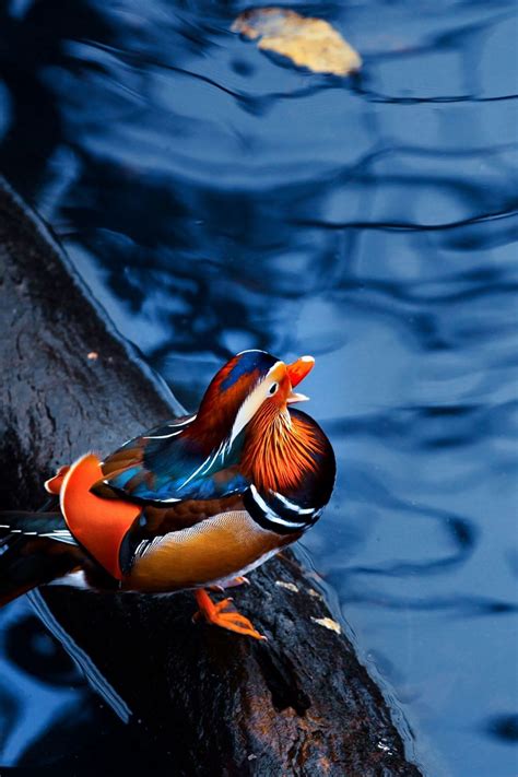 Download Wallpaper 800x1200 Mandarin Duck Water Timber Bird Sitting