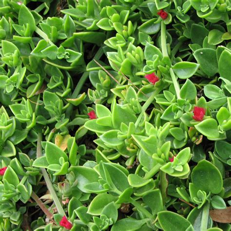 Aptenia Cordifolia Red Apple Mesembryanthemum Cordifolium In 2021 School Garden Plants