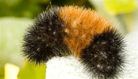 Different Kinds Of Fuzzy Caterpillars Animals Momme