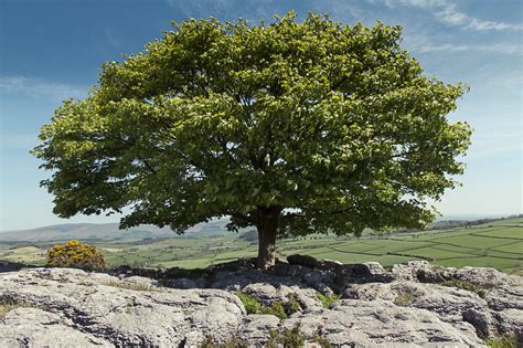 A Sycamore Tree On Limestone Debbie Yare