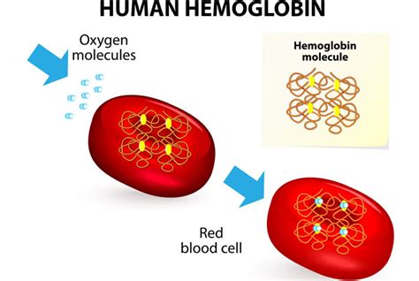 Foods That Boost Your Hemoglobin Levels