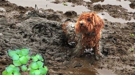 Top of page add new shelter or rescue group. Rescue Puppy Homeless stuck in Mud - Poor Dog Rescue ...