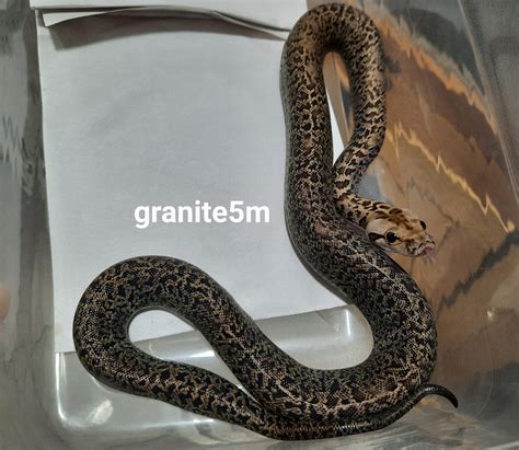 Granite Burmese Python By Eggtoothreptiles Morphmarket