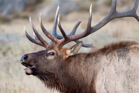Elk Subspecies Of North America Krebs Creek