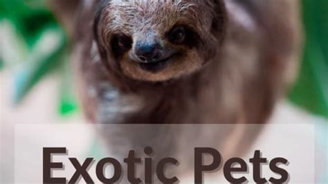 Exotic Pets Pethelpful