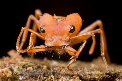 5 Amazon Rainforest Ants Photos And Info