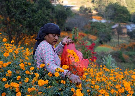 Photo Feature Cultivating The Flowers Of Tihar The Annapurna Express