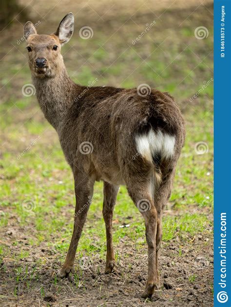 Sika Deer Cervus Nippon Or Japanese Spotted Deer Female Stock Image
