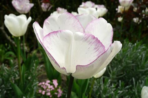 Tulipa ‘shirley Plants Oak Leaf Gardening