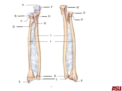 Radius (bone) from wikipedia, the free encyclopedia. Appendicular at Arizona State University - Tempe - StudyBlue