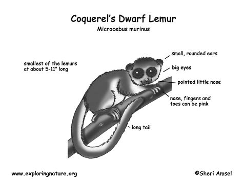 Lemur Coquerels Dwarf