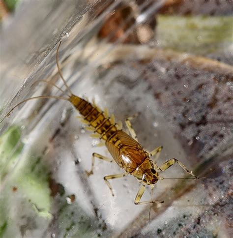 Aquatic Insects Of Central Virginia February 2019