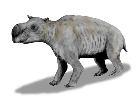 Diprotodon Dinosaurs Pictures And Facts