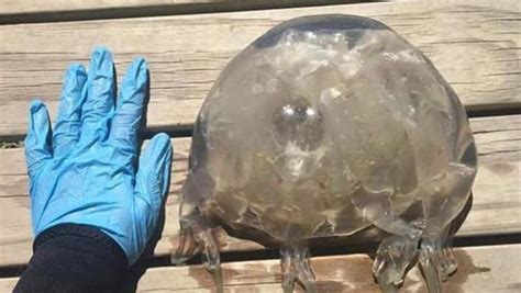 Bucket Sized Box Jellyfish Found Inside Stinger Enclosure At Mission