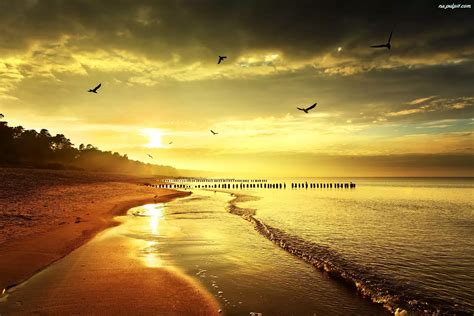 Morze Wschód Słońca Plaża Ptaki