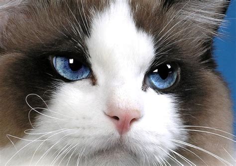 Ragdoll Cat Personality And Temperament Traits Pets4good Best Pets