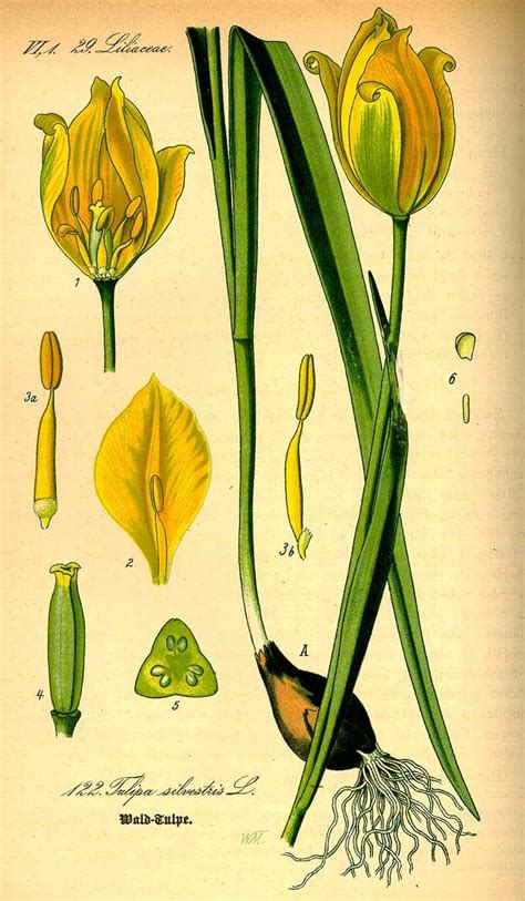 Sylvestris Tulip 1885 This And Many More Beautiful Vintage Tulip