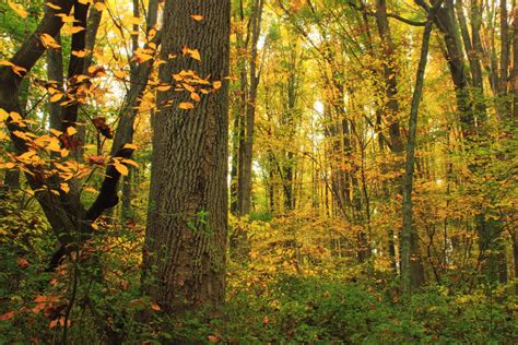 Free Images Tree Nature Wilderness Branch Winter Wood Sunlight